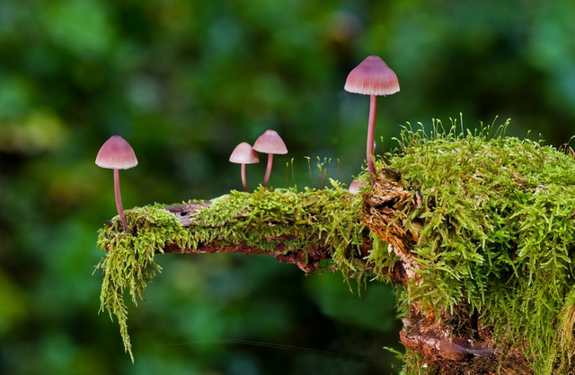Mushroom And Moss.png