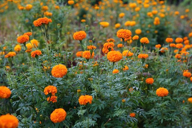 growing-mexican-marigolds-tagetes-erecta-5101113-01-815773270623416f8e2994179a09b110.jpg