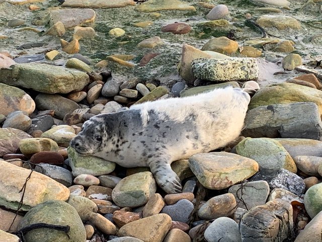 2020 nov seal pup.jpeg