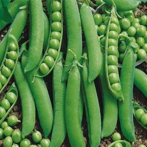 50-green-pean-seeds-globle-enterprise-original-imafsffzfqcsgwc8.jpeg