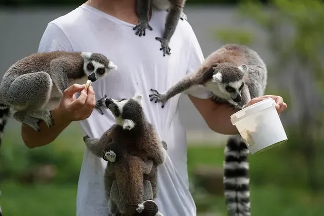 lemur-3599766__480.webp