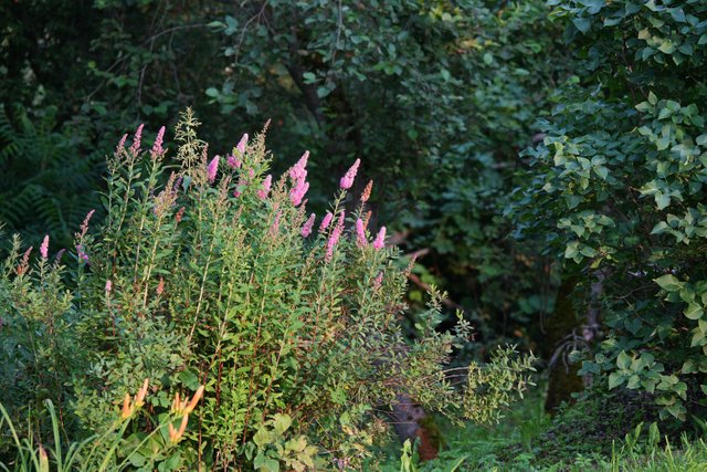 DSC01187.jpg