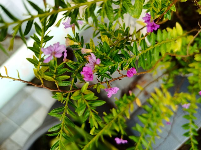 IMG_20250723_175506.jpg