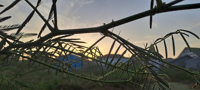 20250706_063624.jpg