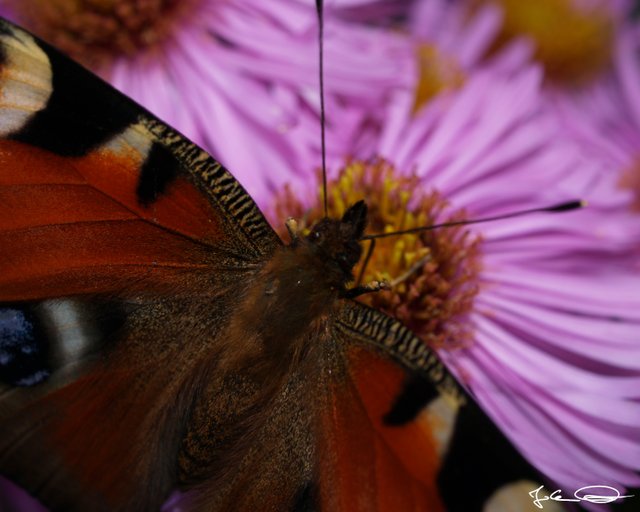 2018-10-Butterfly-European-Peacock-07.jpg