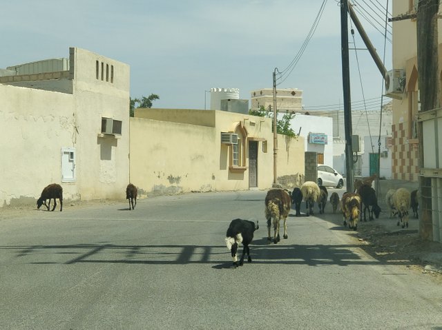 wadi goats.jpg