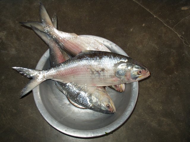 ilish.jpg