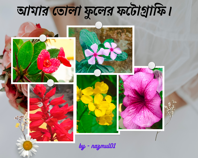 আমার তোলা সুন্দর কিছু আলোকচিত্র (8).png