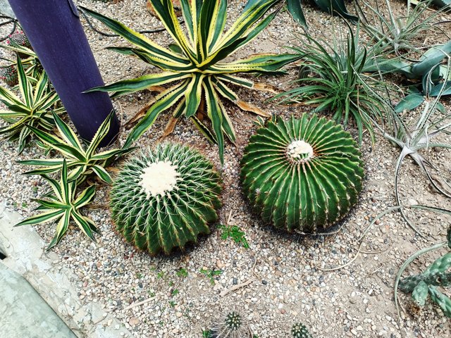 4a barel cactus aka ball cactus.jpg