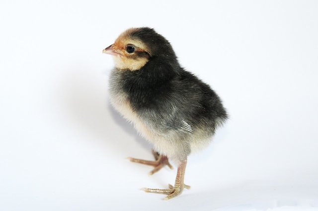 chick-2014051_1280.jpg