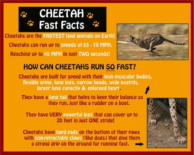 The Fastest Land Animal On Earth — Steemit The Fastest Land Animal On Earth — Steemit
