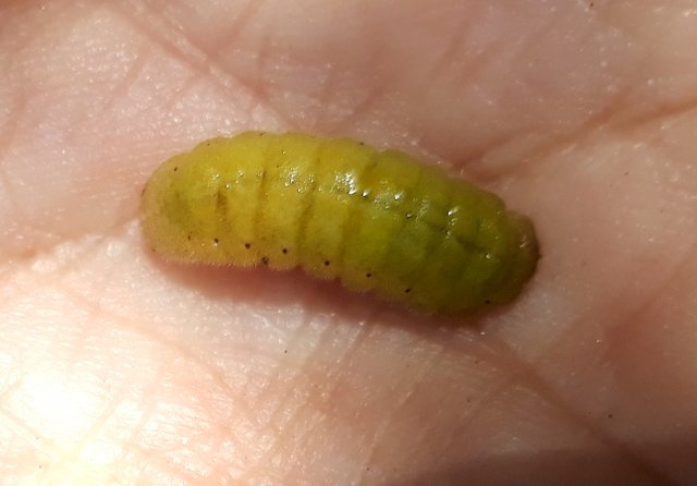 beetle grub.jpg