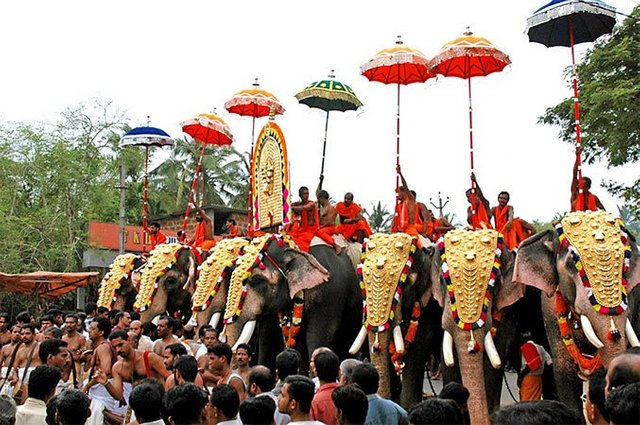 76-elephants-in-kerala-2.jpg