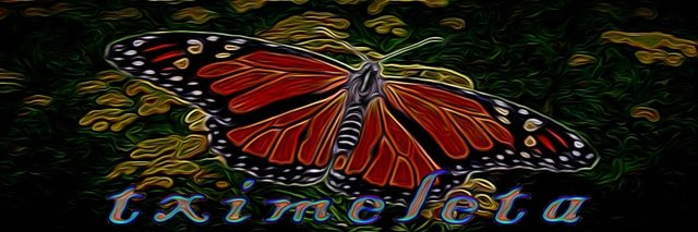mariposas-1.jpg