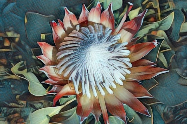 giant protea abstract.jpg