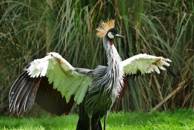 grey-crowned-crane-2232727_960_720.jpg