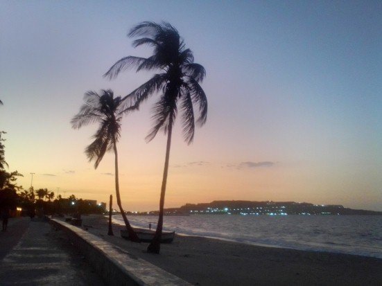 palmera220121.jpg