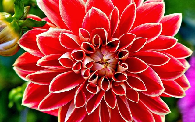 Red Dahlia_Flowers2.jpg