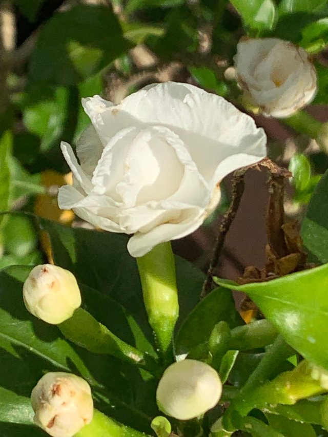 flower116.jpg