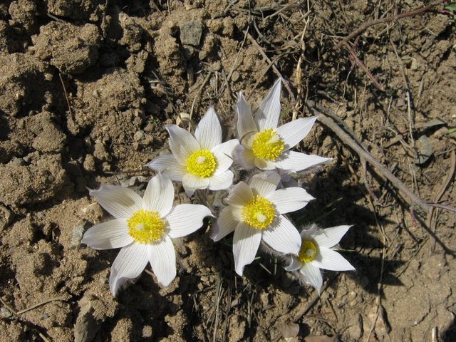 bunch of crocus.JPG