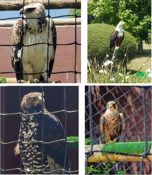 Wednesday Walk Drakensberg Day Two Falcon Ridge Bird Of