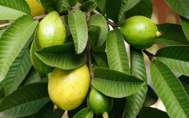 smt guava leaf.jpg