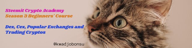 Pink Brown Cat Kitten Accessories Business Etsy Big Banners.jpg