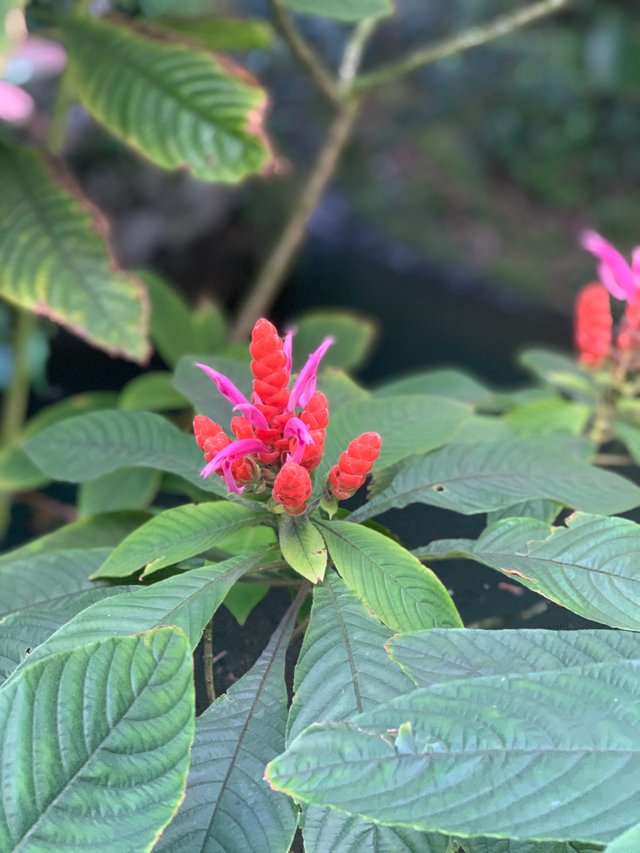 C30D1402-57C2-4A5A-B5B7-691E0C4F94D5.jpeg