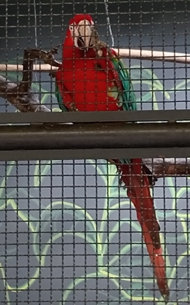 Guacamaya Roja.jpg