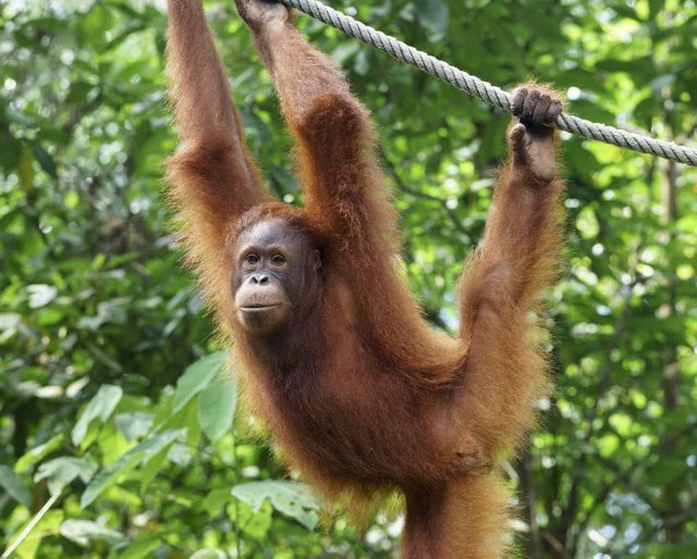 orangutan-sarawak-borneo-58741d893df78c17b65c1565.jpg