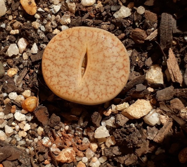 lithops3.jpg