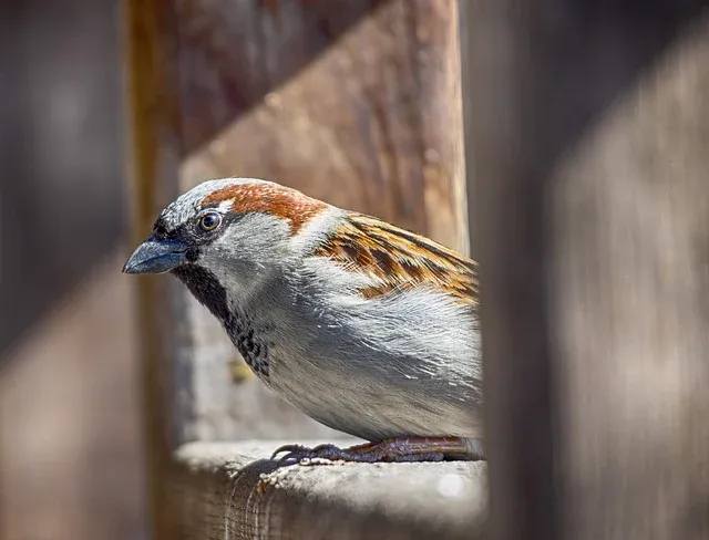 sparrow-8937767_640.webp