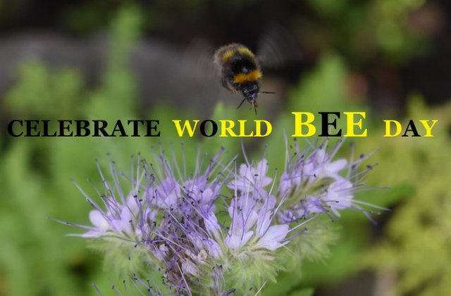 Happy World Bee Day 19 Steemit