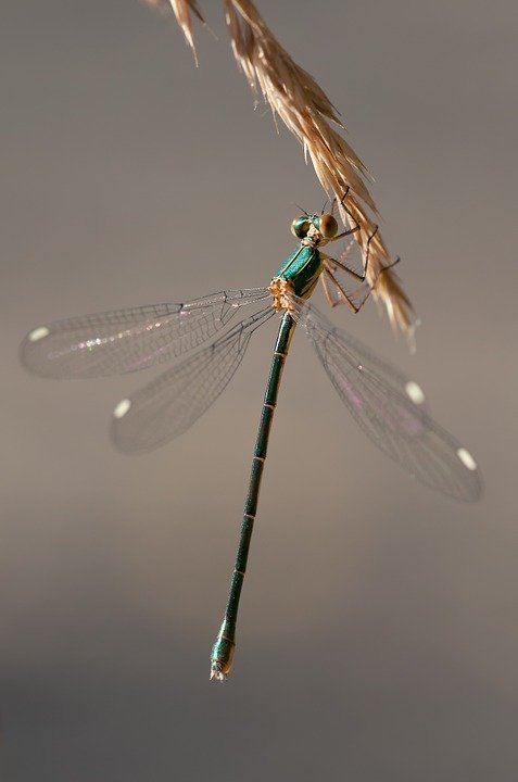 dragonfly-208568_960_720.jpg