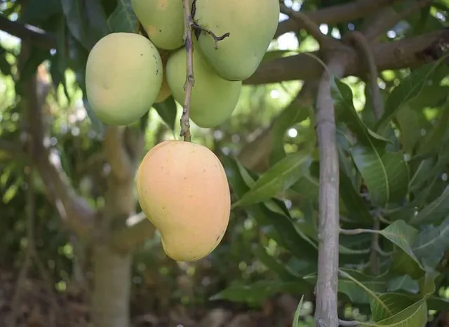 mango-5550474__480.webp