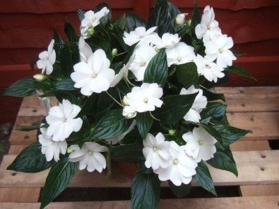 new-guinea-impatiens-400x300.jpg