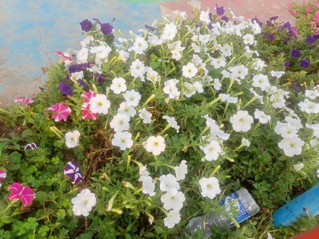 IMG20250402165212.jp
