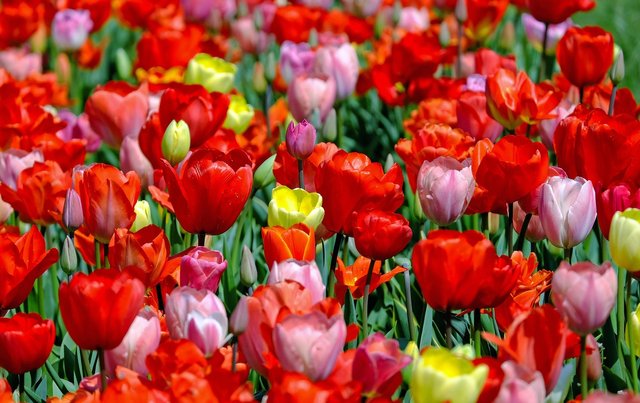 Frühling-Tulpen-1321025_1920_Pixabay_Couleur.jpg