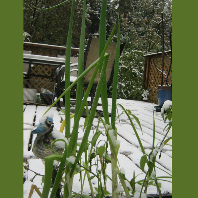 snow on potted green onions.JPG