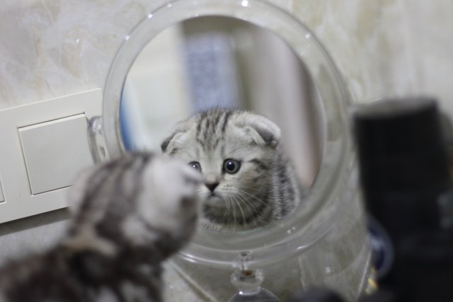 the-kitten-looks-in-the-mirror-5491982_1280.jpg