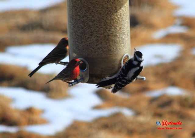 House Finch Downy Woodpecker IMG_0041.JPG