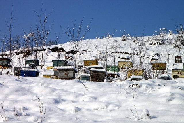 apiary-87692_1280.jpg