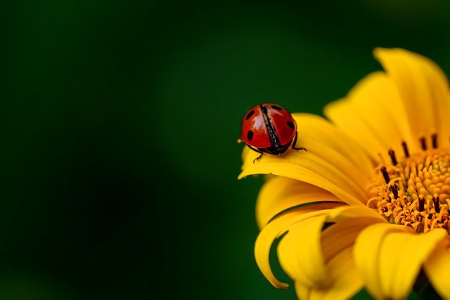 ladybug-3475779_1280.jpg