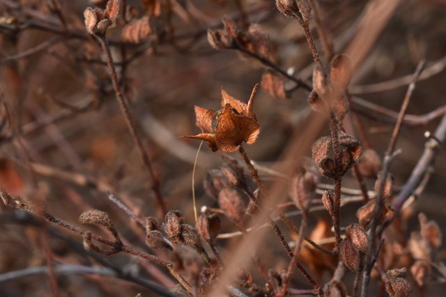 drystuff rockrose seedpods rust.jpg