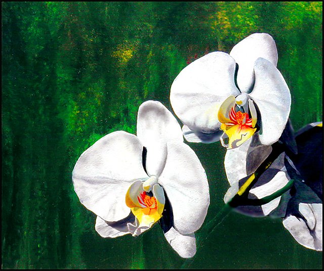 Orchids 2002.jpg