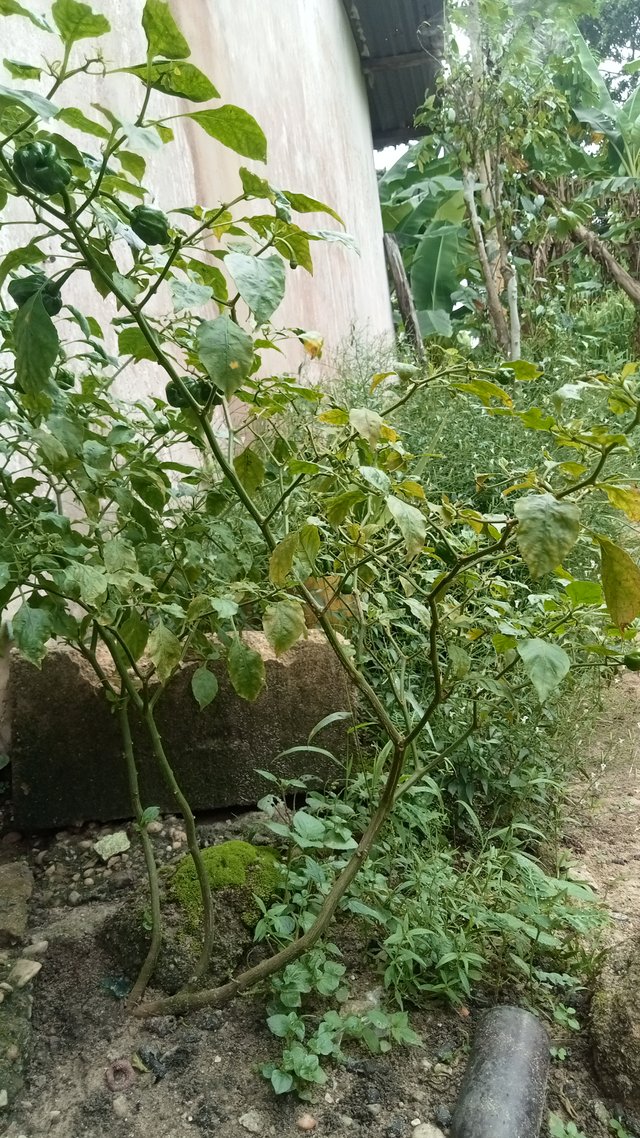 IMG20250715115622.jpg