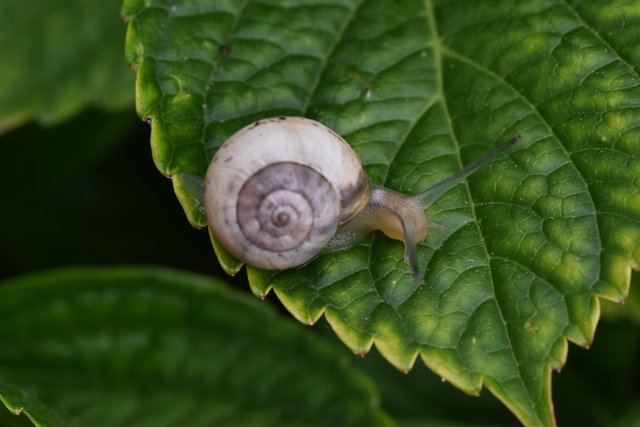 snail hydrangea leaf 1.jpg