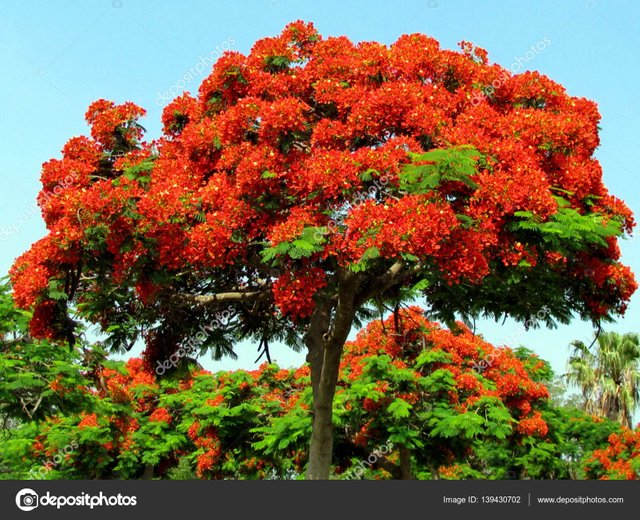 acacia3.jpg