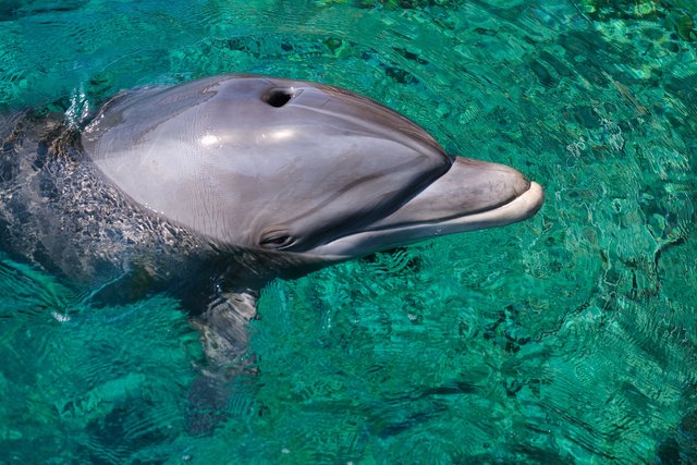 dolphin-4718758_1920.jpg