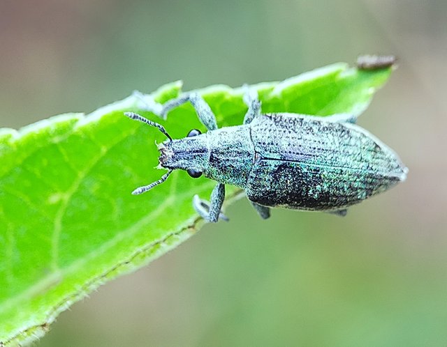 Borer Beetles (9).jpg